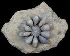 Fossil Club Urchin (Firmacidaris) - Jurassic #39146-3